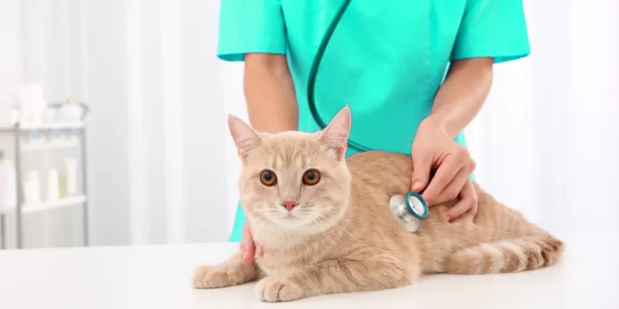 Ветеринарная клиника "Volga Veteriner Klinigi"