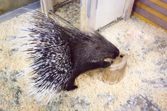 Контактный zooпарк
