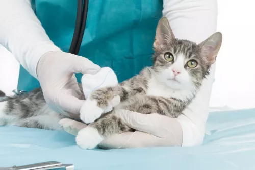 Ветеринарная клиника Lykia Veteriner Kliniği  в  Серик