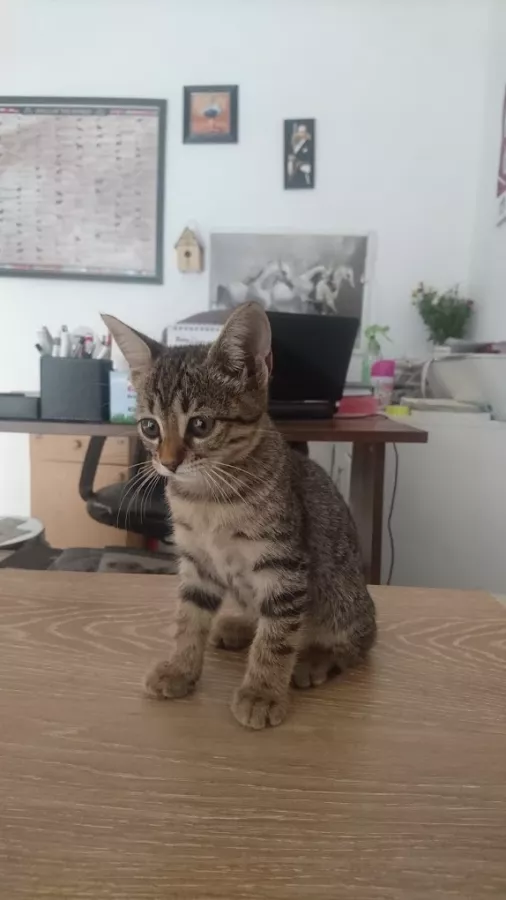 Ветеринарная клиника Lykia Veteriner Kliniği в Серик: Больница, Животные,