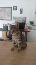 Миниатюра 2
