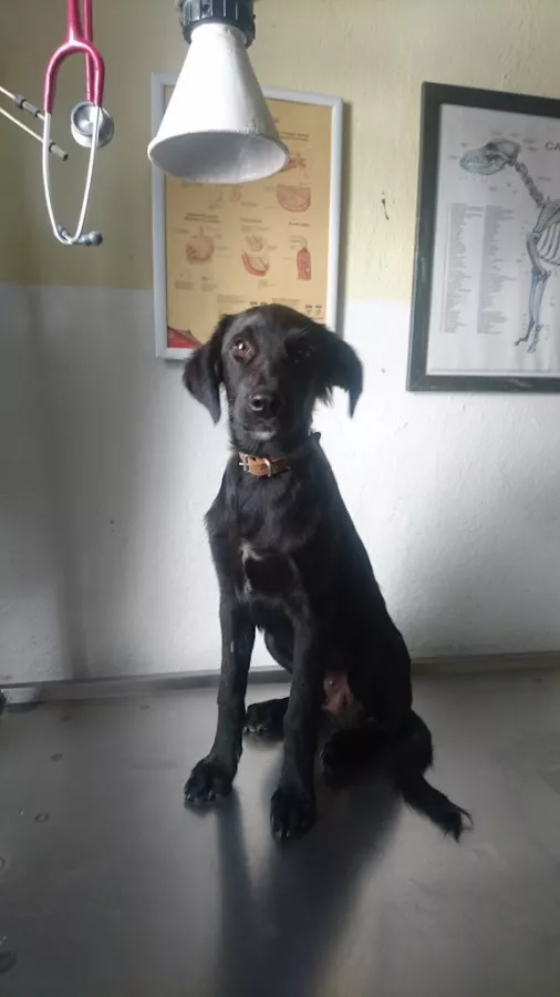 Ветеринарная клиника Lykia Veteriner Kliniği в Серик: Больница, Животные,