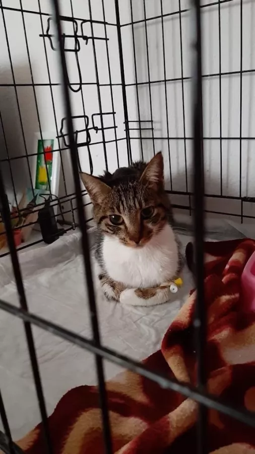 Ветеринарная клиника Lykia Veteriner Kliniği в Серик: Больница, Животные,