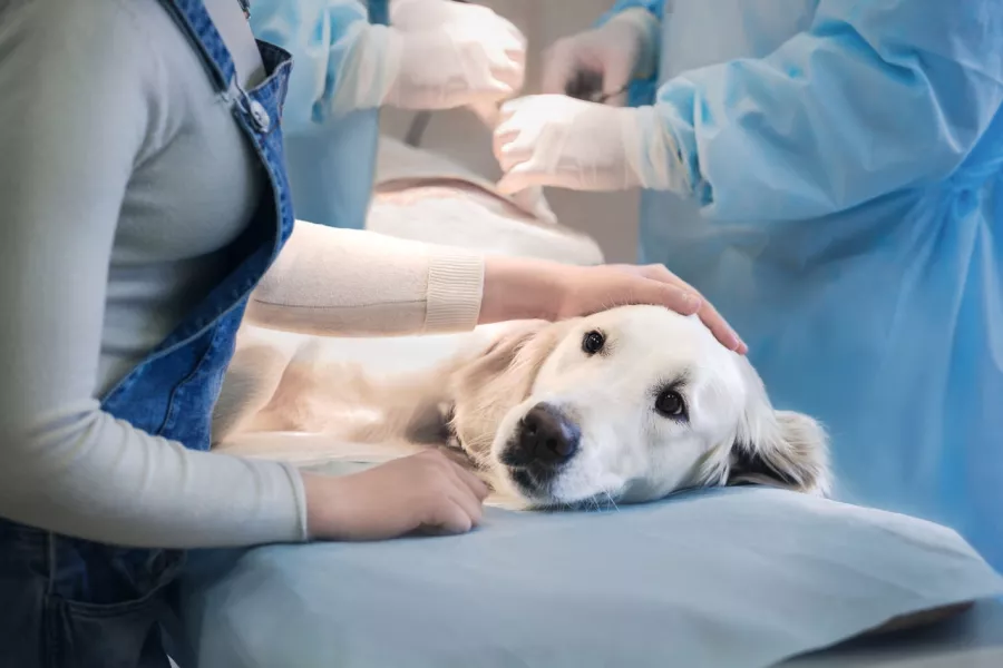 Ветеринарная клиника International Veterinary Clinic в Анталии: Больница, Животные,