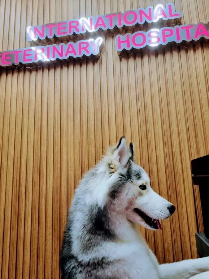 Ветеринарная клиника International Veterinary Clinic в Анталии: Ветеринарная клиника, Любимцы, Больница для животных,