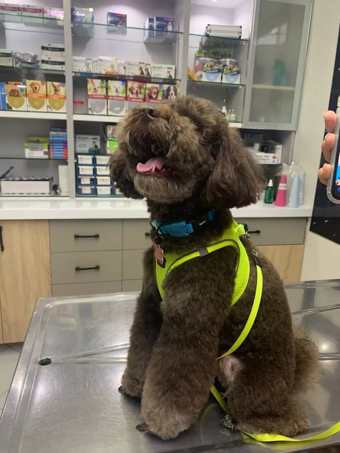 Ветеринарная клиника International Veterinary Clinic в Анталии: Ветеринарная клиника, Любимцы, Больница для животных,