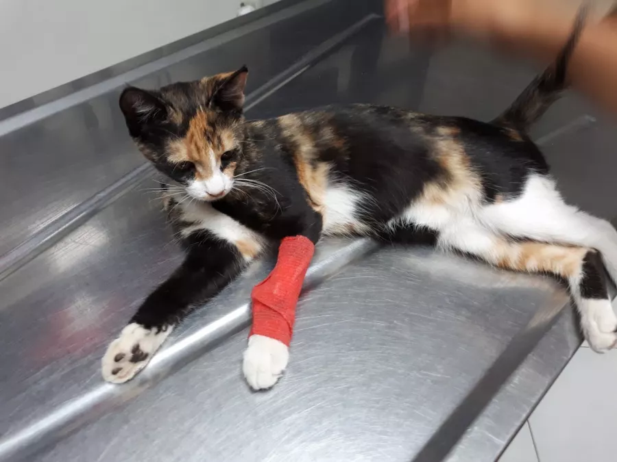 Ветеринарная клиника International Veterinary Clinic в Анталии: Ветеринарная клиника, Любимцы, Больница для животных,