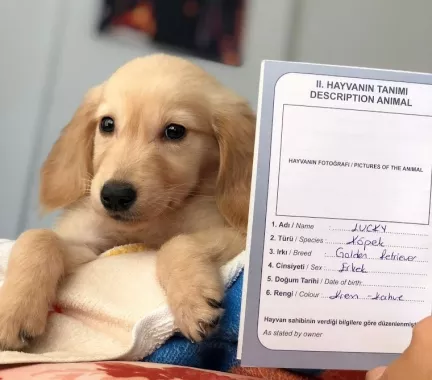 Ветеринарная клиника "Kundu Veteriner Kliniği"