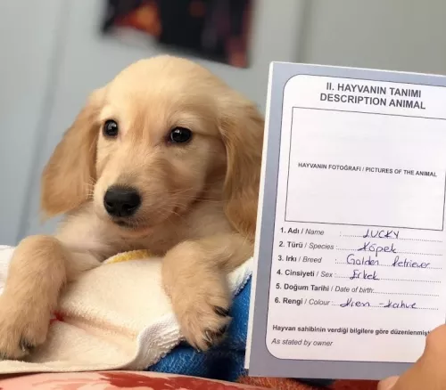 Ветеринарная клиника Kundu Veteriner Kliniği в Анталии