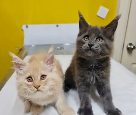 Ветеринарная клиника "Tamvet Veteriner Kliniği"