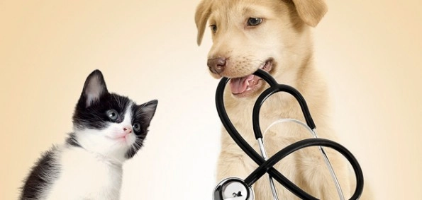 Ветеринарная клиника PET POİNT LARA в Анталии: Ветеринар, Больница, Животные,
