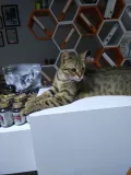Миниатюра 4