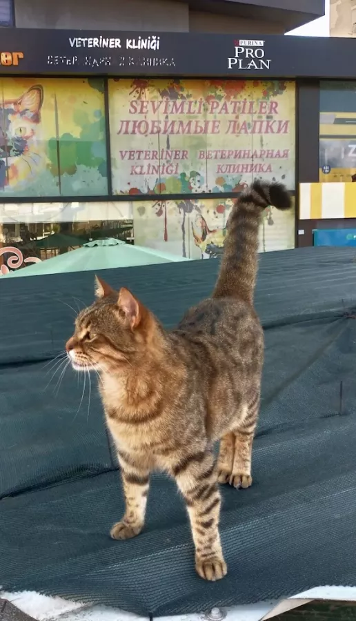 Ветеринарная клиника SEVİMLİ PATİLER VETERİNER KLİNİĞİ в Анталии: Ветеринар, Больница, Животные,