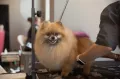 Миниатюра 7