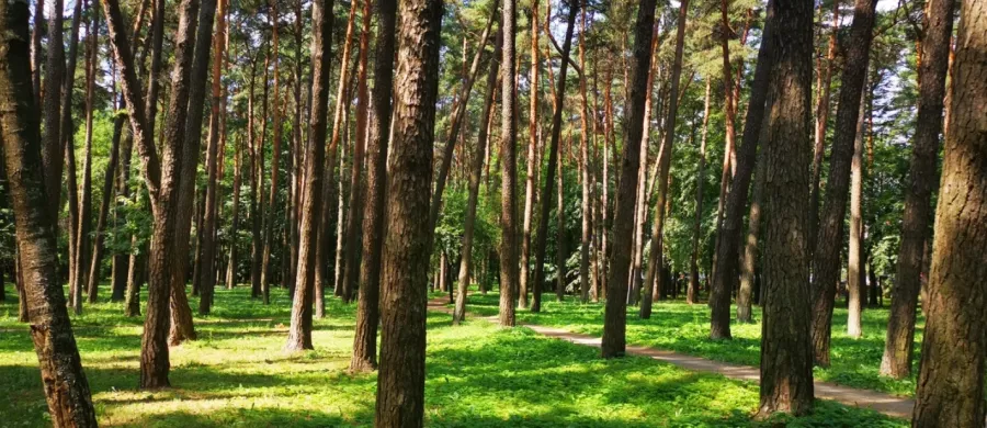 Парк аттракционов Парк культуры и отдыха имени Челюскинцев в Минске: Парк аттракционов, Парк, Природа, Деревья, Аттракционы, Развлечения, Тематические зоны, Батуты, Автодром,