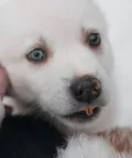 Миниатюра 8