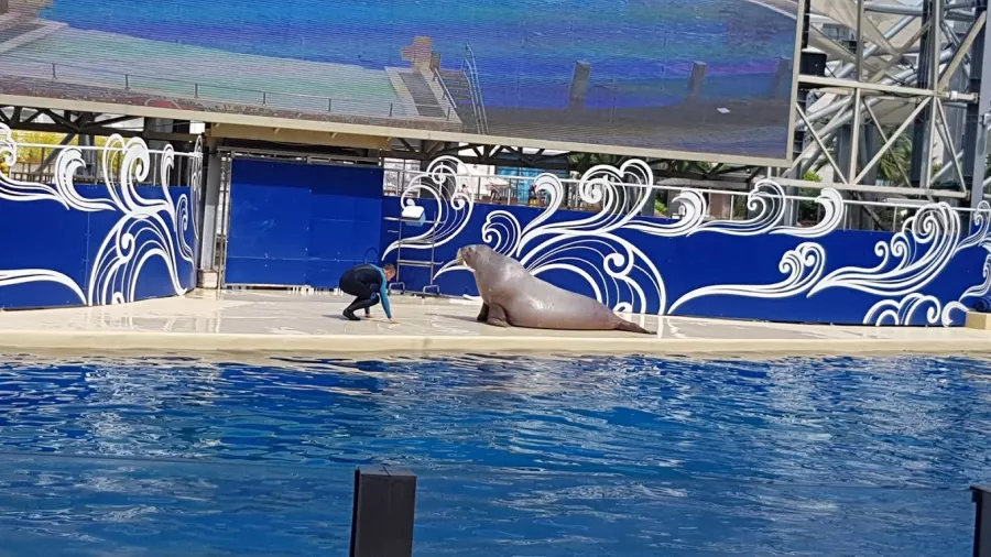 Океанариум Antalya Aquarium в Анталии: Океанариум, Аквариум, Вода,