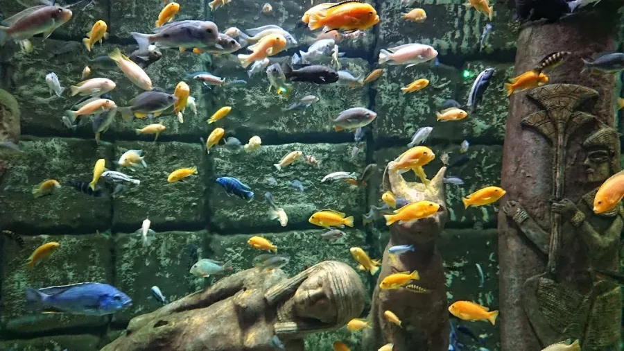 Океанариум Antalya Aquarium в Анталии: Океанариум, Аквариум, Вода,