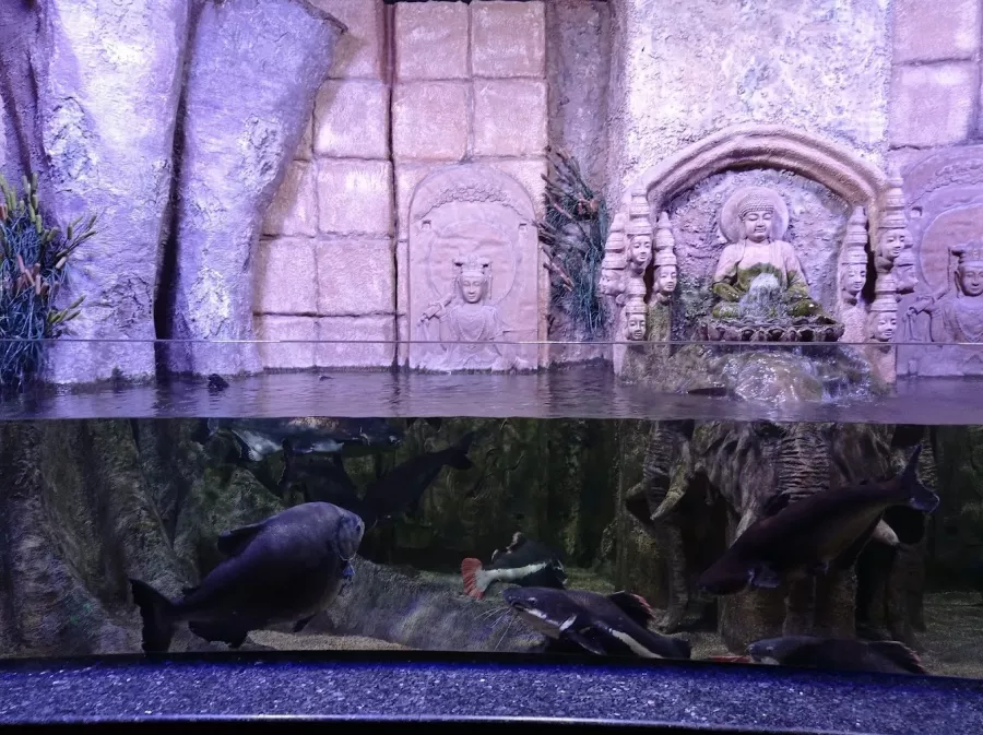 Океанариум Antalya Aquarium в Анталии: Океанариум, Аквариум, Вода,