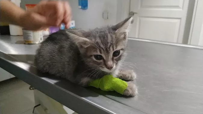 Ветеринарная клиника "Alp Veteriner Kliniği"