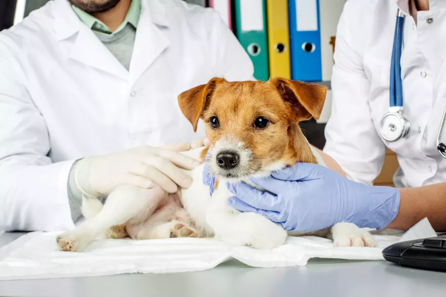 Ветеринарная клиника Pozitif Veteriner Kliniği  в  Анталии