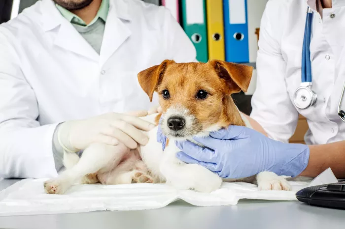 Ветеринарная клиника Pozitif Veteriner Kliniği  в  Анталии