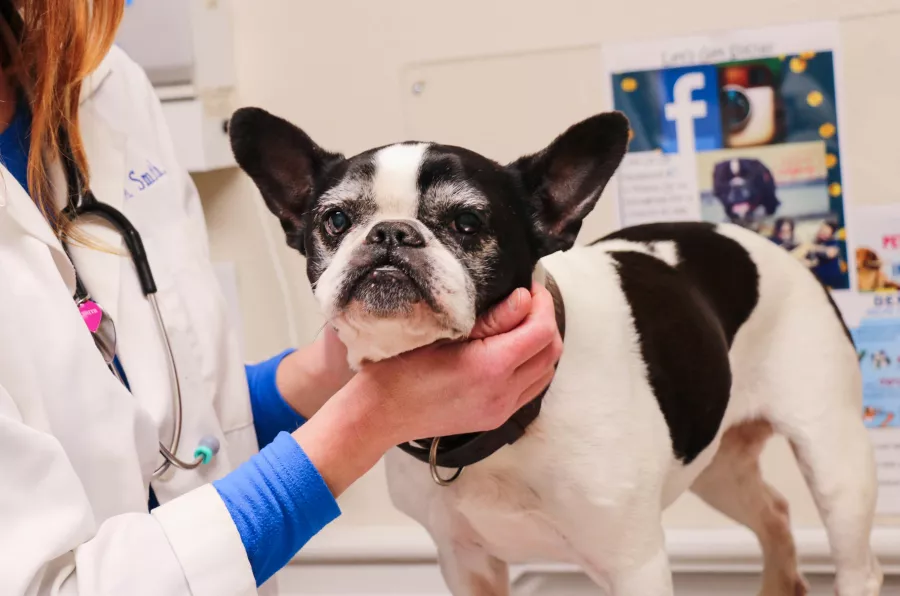 Ветеринарная клиника Pozitif Veteriner Kliniği в Анталии: Ветеринар, Больница, Животные,