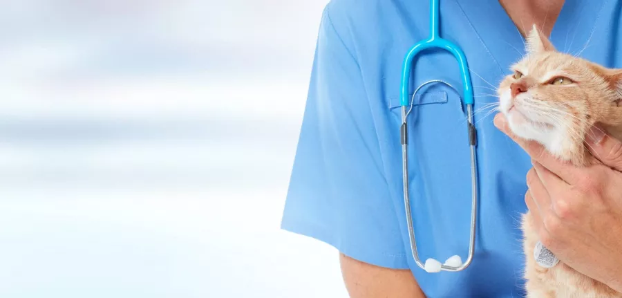 Ветеринарная клиника Pozitif Veteriner Kliniği в Анталии: Ветеринар, Больница, Животные,