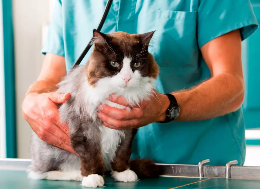 Ветеринарная клиника Pozitif Veteriner Kliniği в Анталии: Ветеринар, Больница, Животные,