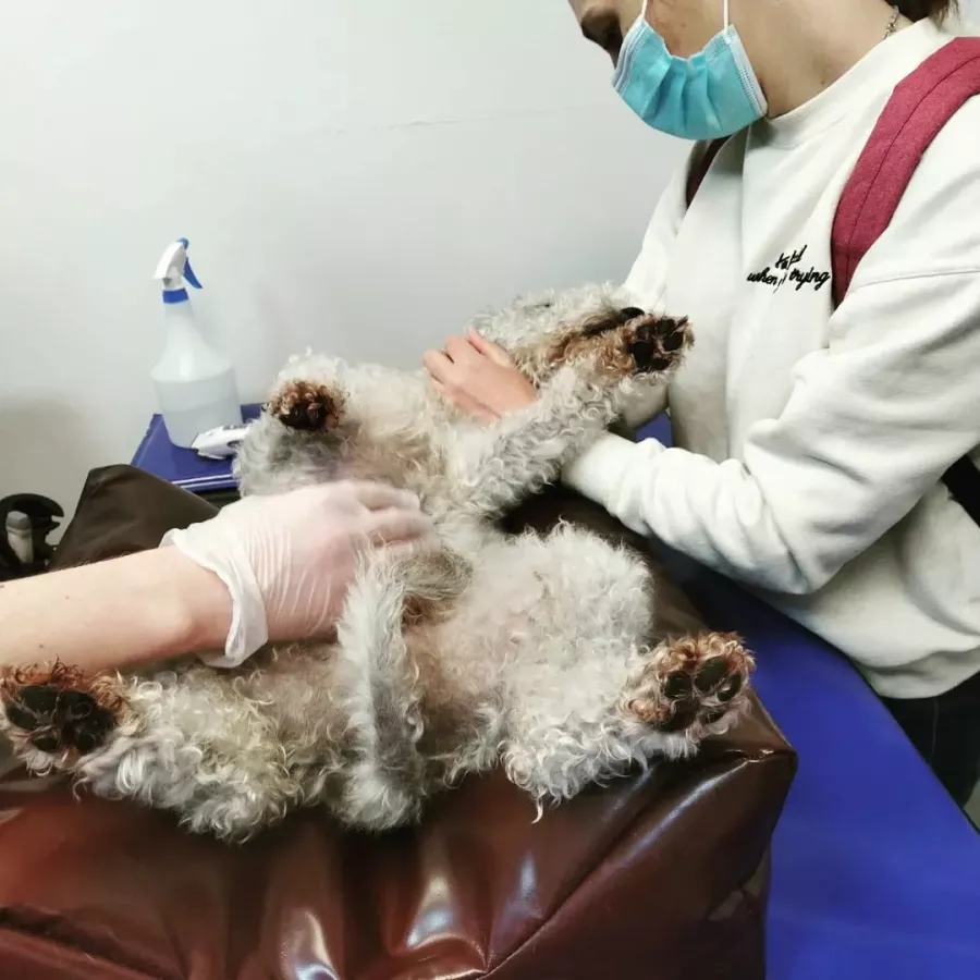 Ветеринарная клиника Белая медведица в Минске: Ветеринарная клиника, Лечение питомцев, Медицинская помощь питомцам, Ветеринары, Ветеринарные услуги, Питомцы, Любимцы,