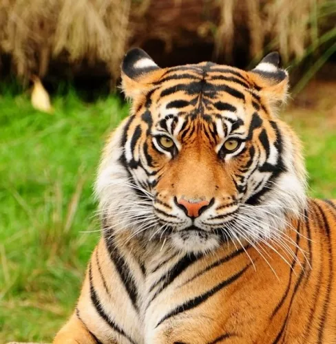 Зоопарк Antalya Zoo в Анталии