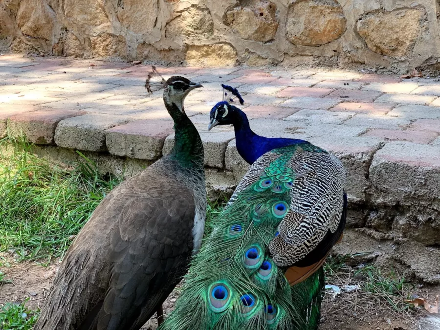 Зоопарк Antalya Zoo в Анталии: Зоопарк, Животные,