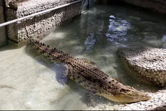 Зоопарк "Antalya Zoo"
