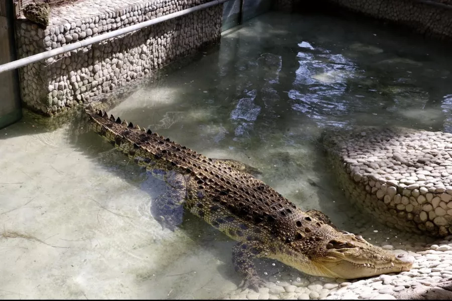 Зоопарк Antalya Zoo в Анталии: Зоопарк, Животные,