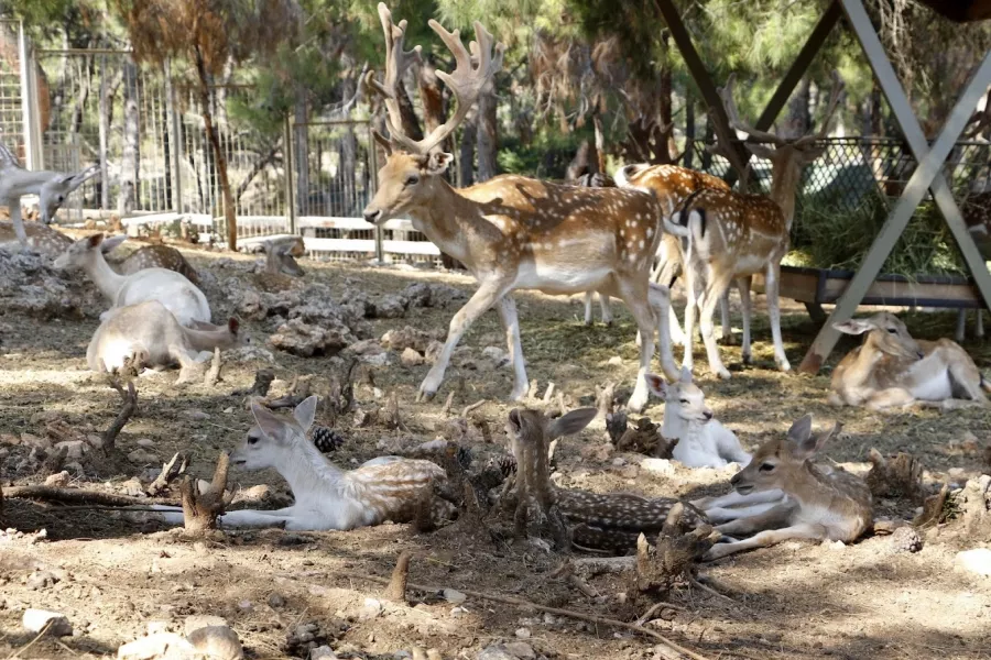 Зоопарк Antalya Zoo в Анталии: Зоопарк, Животные,