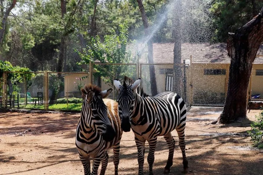 Зоопарк Antalya Zoo в Анталии: Зоопарк, Животные,