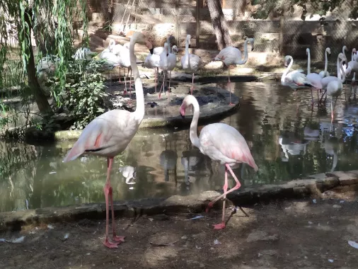 Зоопарк "Antalya Zoo"
