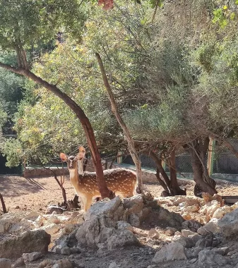 Зоопарк "Antalya Zoo"