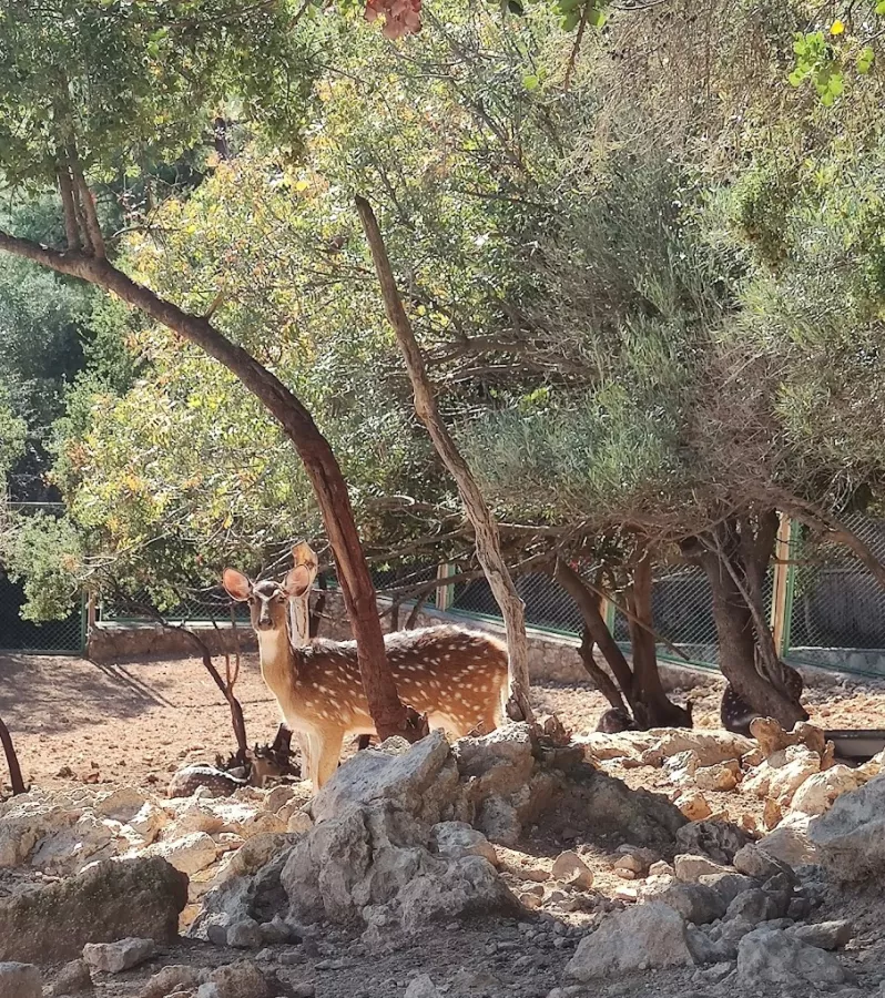Зоопарк Antalya Zoo в Анталии: Зоопарк, Животные,