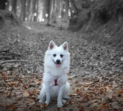 Ветеринарная клиника Vet Center в Стамбуле