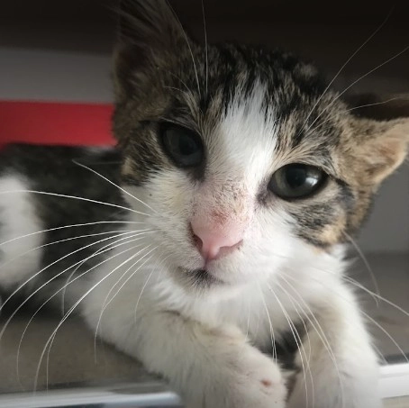 Ветеринарная клиника Vet Center в Стамбуле: Стамбул , Домашние питомцы , Кошка , Собака,