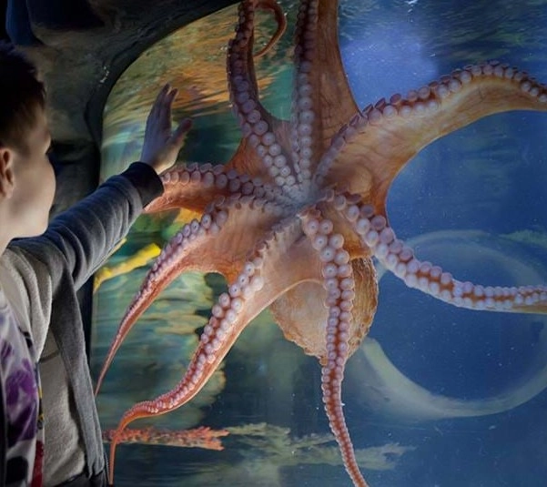 Океанариум Sea Life в Стамбуле: Океанариум, Животные,