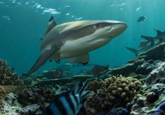 Океанариум Sea Life в Стамбуле: Океанариум , Для детей , Чилим,