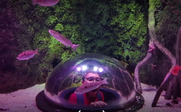 Океанариум Sea Life в Стамбуле: Океанариум , Для детей , Чилим,