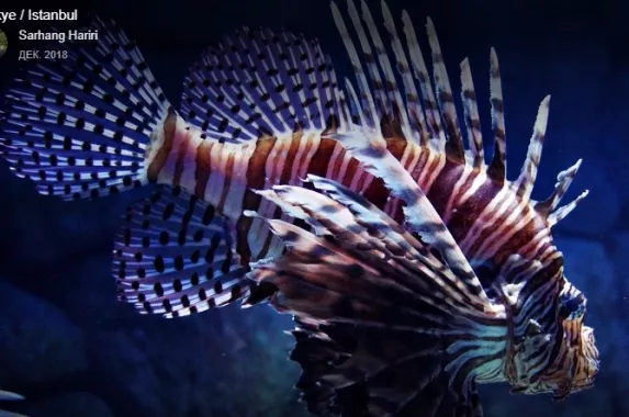 Океанариум "Sea Life"