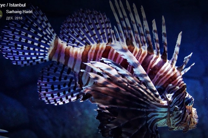 Океанариум Sea Life в Стамбуле: Океанариум , Для детей , Чилим,