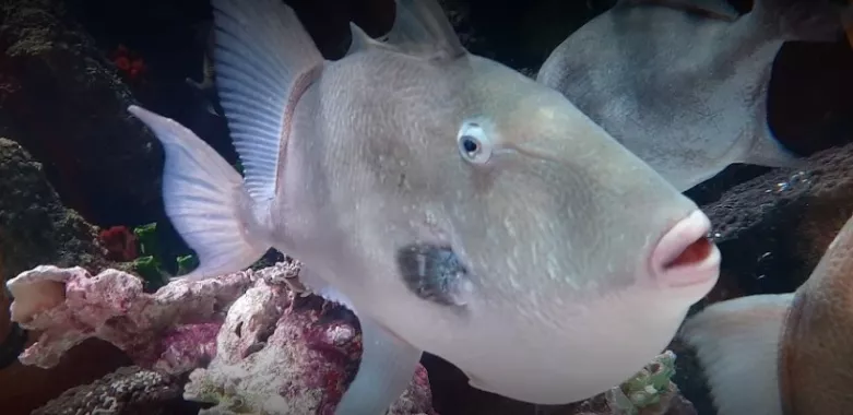 Океанариум "Sea Life"