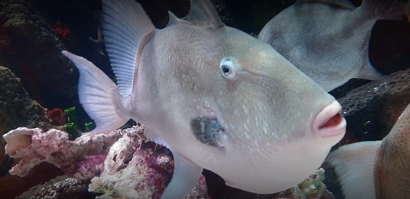 Океанариум Sea Life в Стамбуле: Океанариум , Для детей , Чилим,