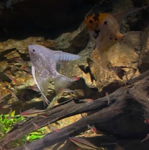 Океанариум Sea Life в Стамбуле: Океанариум , Для детей , Чилим,