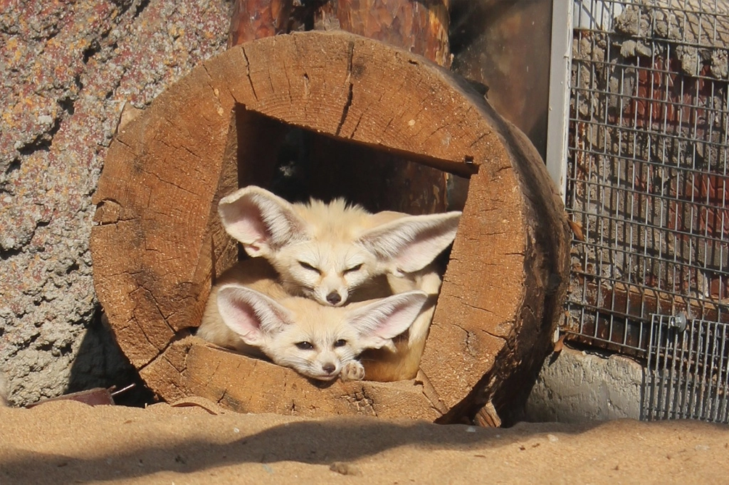 Ижевский зоопарк 